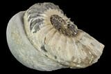Ammonite (Pleuroceras) Fossil in Rock - Germany #125418-1